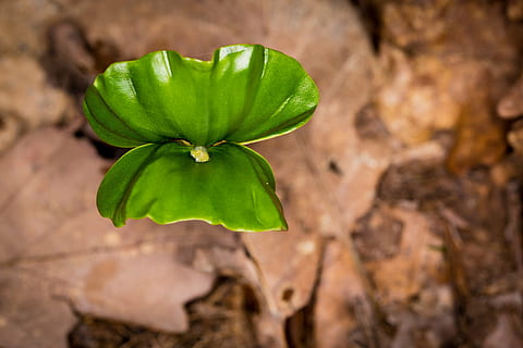 foglia, motore, verde, spina, ragazzo spara, natura, pianta, primavera, albero, vicino, crescita, discendente, giovane guidava, foglie giovani, germogli freschi, primo disco, ramo, parte vegetale, freschezza, avvicinamento, colore verde, nessuno, bellezza nella natura, fiore, cibo e bevande, cibo, medicina, all'aperto, pianta fiorita, vulnerabilità, mangiare sano, benessere, fragilità, medicina di erbe, 4K, CC0, dominio pubblico, privo di copyright