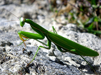 Mantis religiosa, mantodea, tancar, insecte, animal, naturalesa, vida salvatge, invertebrat, carnívor, primer pla, antena animal, artròpode, macro, un animal, fauna animal, color verd, animals a la natura, temes d'animals, dia, centrar-se en primer pla, cap gent, sòlid, enfocament selectiu, rock - object, rock, a l'aire lliure, part del cos dels animals, 4K, CC0, domini públic, lliure de regalies