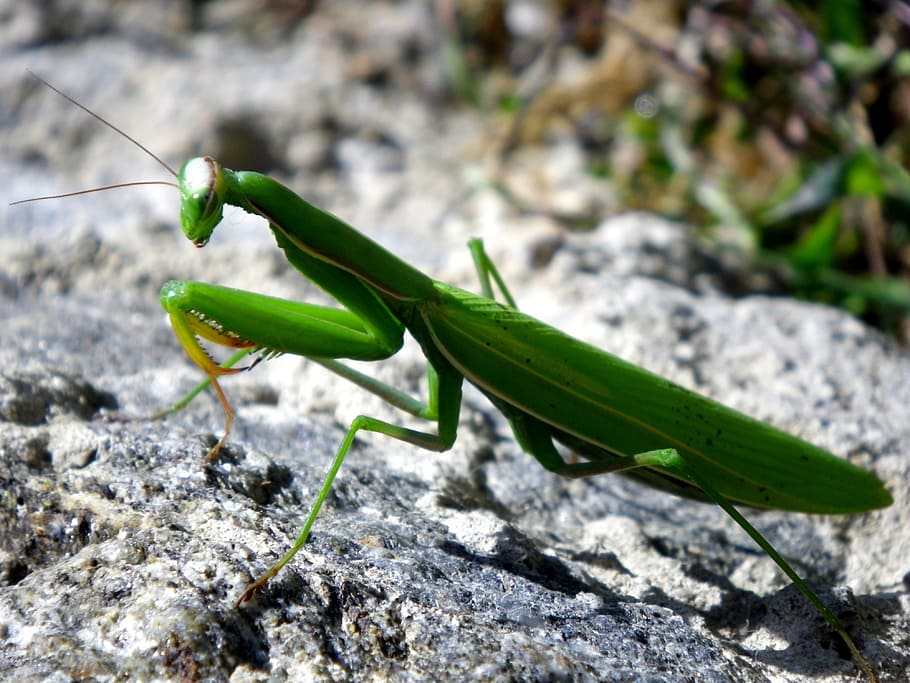 Mantis religiosa, mantodea, tancar, insecte, animal, naturalesa, vida salvatge, invertebrat, carnívor, primer pla, antena animal, artròpode, macro, un animal, fauna animal, color verd, animals a la natura, temes d'animals, dia, centrar-se en primer pla, cap gent, sòlid, enfocament selectiu, rock - object, rock, a l'aire lliure, part del cos dels animals, 4K