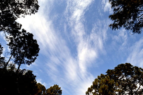 escènic, vista, cel, núvols, la llum del dia, paisatge, llum, naturalesa, a l'aire lliure, parc, silueta, tranquil, arbres, temps, boscos, arbre, planta, núvol - cel, bellesa a la natura, vista d’angle baix, blau, escenics - natura, tranquil·litat, escena tranquil·la, cap gent, dia, creixement, llum solar, arbre d’arbre, branca, idíl·lic, copa de l'arbre, 4K, CC0, domini públic, lliure de regalies
