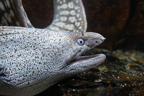 moray, perillós, llarg, peix, un animal, cap d’animals, primer pla, cap gent, temes d'animals, animal, fauna animal, animals a la natura, sota l'aigua, mar, vertebrats, aigua, la vida marina, marí, submarí, animals en captivitat, part del cos dels animals, nedar, naturalesa, ull d’animals, vista del perfil, 5K, CC0, domini públic, lliure de regalies