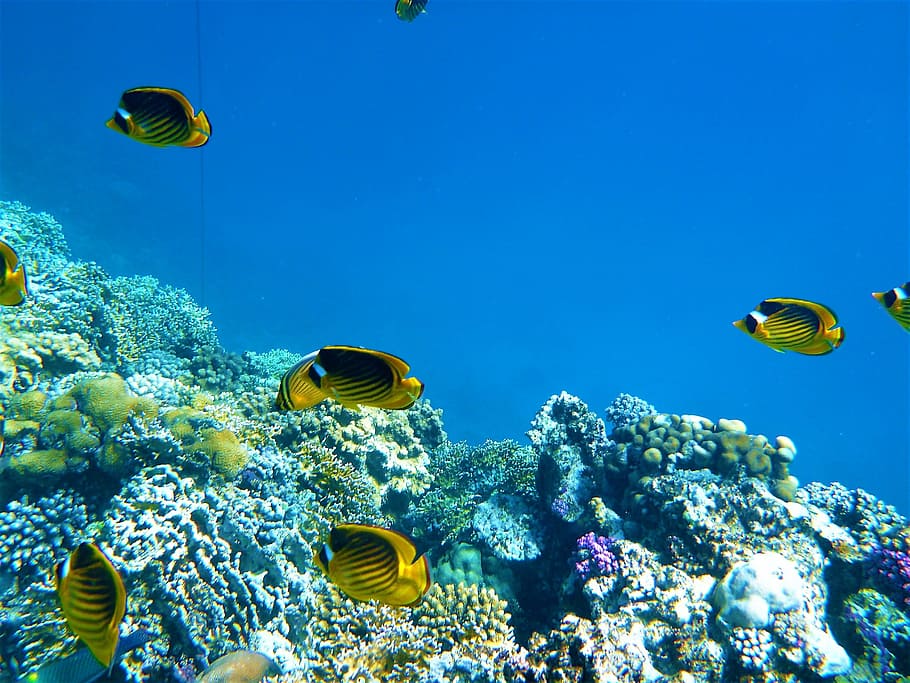 peixos marins, roques, mar, sota l'aigua, escull, naturalesa, peix, coral, animal, clima tropical, blau, vida salvatge, profund, fauna animal, animals a la natura, temes d'animals, submarí, la vida marina, invertebrat, nedar, aigua, marí, grup d’animals, vertebrats, bellesa a la natura, peixos tropicals, cap gent, snorkel, escola de peixos, ecosistema, busseig submarí, 2K