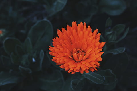 selektiv, fokus fotografering, oransje, petaled blomst, rød, petaled blomster, Lukk, bilde, blomster, skog, natur, blomst, petal, anlegg, blomsterhodet, nærbilde, Gerbera daisy, skjønnhet i naturen, oransje farge, skjørhet, blomstrende plante, sårbarhet, inflorescence, vekst, friskhet, ingen folk, fokusere på forgrunnen, dag, utendørs, plante del, pollen, 5K, CC0, offentlig domene, opphavsrett gratis