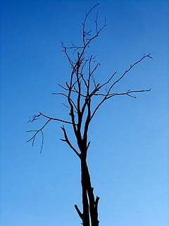 albero, single, cielo, cielo blu, vecchio, singolo, cielo, blu, vecchio albero, morto, albero nudo, natura, cielo sereno, ramo, pianta, Inquadratura dal basso, nessuno, silhouette, la tranquillità, bellezza nella natura, giorno, all'aperto, pianta morta, tronco, scenics - natura, copia spazio, tronco d'albero, 2K, CC0, dominio pubblico, privo di copyright