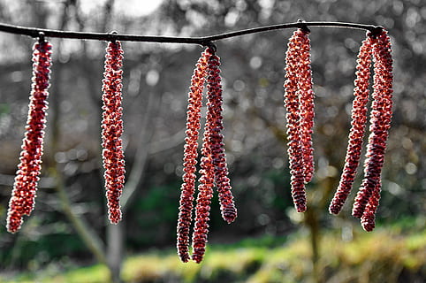 profundidad, fotografía de campo, rama de árbol, primavera, color avellana, naturaleza, rojo, colgando, comida y bebida, Mariscos, nadie, al aire libre, comida seca, alimentación saludable, comida, frescura, planta, centrarse en primer plano, día, de cerca, el secado, seco, flor, rama, árbol, 4K, CC0, dominio público, libre de derechos