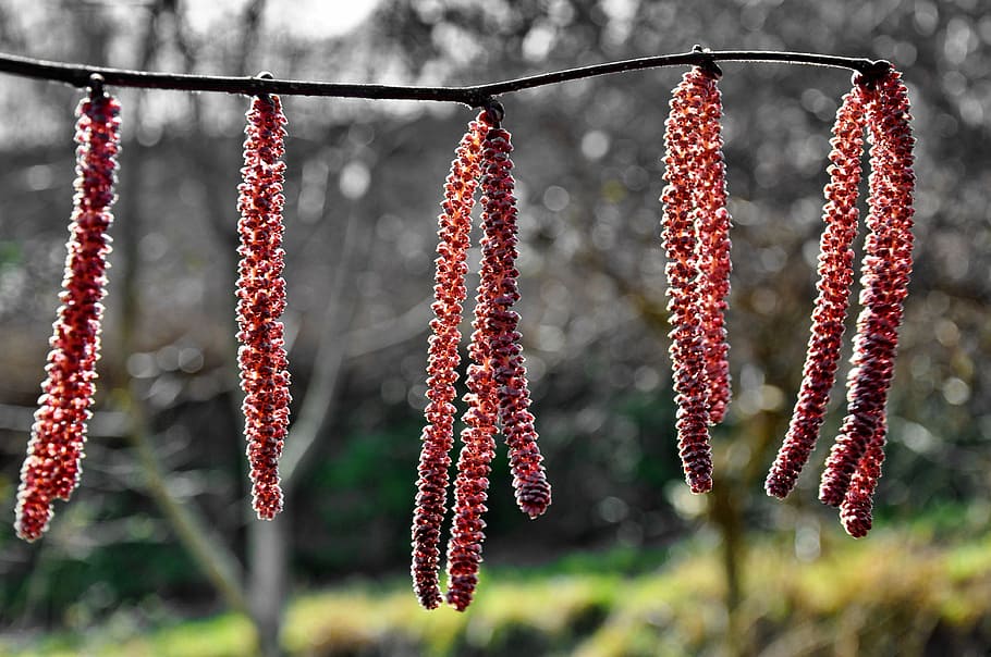 profunditat, fotografia de camp, branca d'un arbre, primavera, avellaner, naturalesa, vermell, penjant, menjar i beguda, marisc, cap gent, a l'aire lliure, aliments secs, alimentació saludable, menjar, frescor, planta, centrar-se en primer pla, dia, primer pla, assecat, sec, flor, branca, arbre, 4K