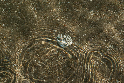 hav, sand, skal, refleksioner, krusning, dyr, fossil, dyreliv, videnskab, hav liv, uddød, dyre temaer, vand, natur, gammel, ingen mennesker, dyr i naturen, marine, et dyr, hvirveldyr, fisk, undersøiske, historie, udendørs, hvirvelløse, arkæologi, 4K, CC0, offentligt domæne, royaltyfrie