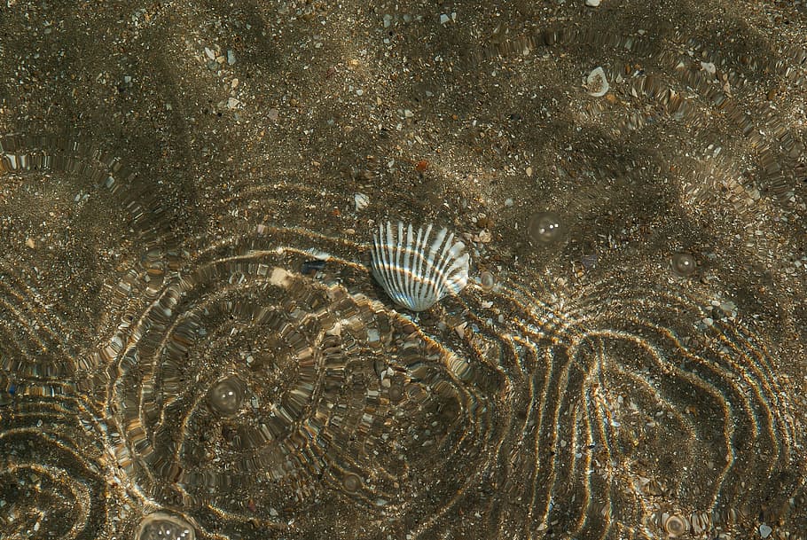 mar, sorra, shell, reflexions, ondulació, animal, fòssil, fauna animal, ciència, la vida marina, extingit, temes d'animals, aigua, naturalesa, antic, cap gent, animals a la natura, marí, un animal, vertebrats, peix, submarí, història, a l'aire lliure, invertebrat, arqueologia, 4K