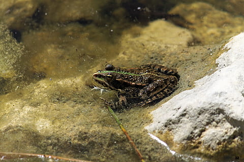 Frosch, Stute, gerardo, Tierthemen, Tier, Tierwelt, ein Tier, Tiere in freier Wildbahn, Wasser, Reptil, Wirbeltier, Rock - Objekt, keine Leute, Natur, Meer, Rock, solide, unter wasser, Tag, Amphibie, Nahansicht, draußen, Marine, Tierkopf, 4K, CC0, gemeinfrei, lizenzfrei