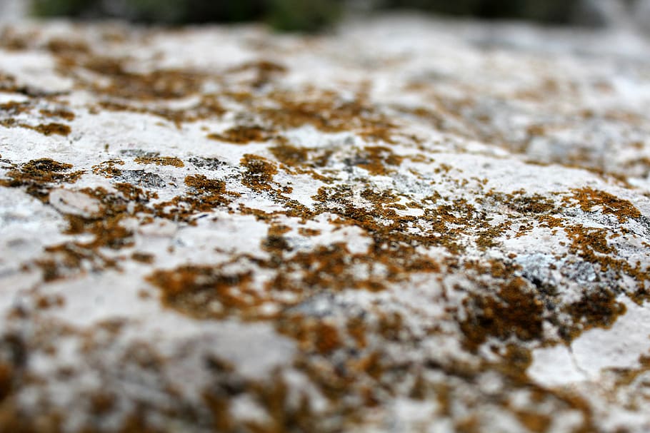 pedra, macro, liquen, teixir, tancar, blanc, groc, tiefenschärfe, naturalesa, molsa, pedra especial, steinig, menjar, neu, cap gent, enfocament selectiu, temperatura de fred, primer pla, hivern, dia, terra, a l'aire lliure, sòlid, rock, rock - object, textura, Color blanc, congelat, medi ambient, aigua, 5K