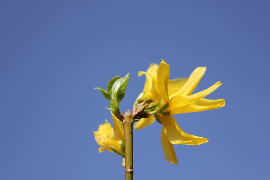 Blume, Frühling, Zweig, Zweig, Natur, Frühling, Ast, Gelb, Blau, Zerbrechlichkeit, Blütenblatt, farbiger Hintergrund, blühende Pflanze, Frische, Verletzlichkeit, Schönheit in der Natur, Himmel, Pflanze, klarer Himmel, Wachstum, kopieren sie platz, Blütenkopf, Blütenstand, keine Leute, Nahansicht, draußen, Kelchblatt, Blauer Hintergrund, 5K