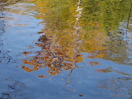 reflection, tree, fall, water, mirror, waterfront, day, nature, no people, lake, plant, high angle view, full frame, outdoors, beauty in nature, tranquility, floating, green color, growth, backgrounds, floating on water, 4K, CC0, public domain, royalty free