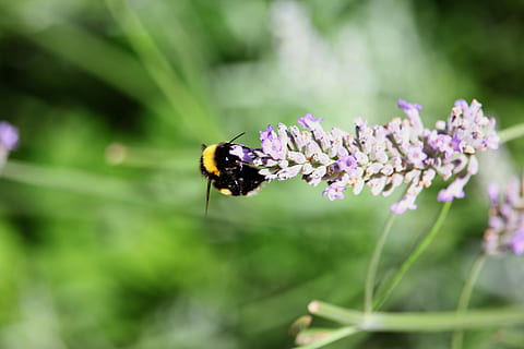selettivo, fotografia a fuoco, Bumble, ape, fiore, ape che si appollaia, viola, giorno, bombo, lavanda, insetto, pianta, giardino, erba, brezza estiva, estate, animale, temi animali, invertebrato, pianta fiorita, fauna selvatica, animali allo stato selvatico, un animale, bellezza nella natura, fragilità, freschezza, vulnerabilità, avvicinamento, crescita, messa a fuoco selettiva, concentrarsi sulle conoscenze acquisite, testa di fiore, impollinazione, nessuno, ala animale, 5K, CC0, dominio pubblico, privo di copyright