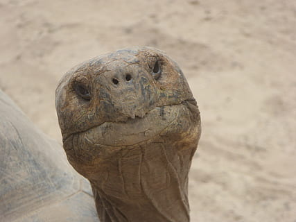 tæt på, Brun, skildpadde hoved, skildpadde, hoved, ansigt, gamle skildpadde, skildpadde, hoved, gammel, trist, dyr i naturen, et dyr, dyreliv, dyre temaer, dag, natur, dyr, jord, fokus på forgrunden, sand, ingen mennesker, hvirveldyr, dyr kropsdel, krybdyr, strand, udendørs, truede arter, dyr hoved, marine, 4K, CC0, offentligt domæne, royaltyfrie