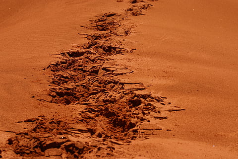 brown, sand, daytime, steps, footsteps, land, nature, no people, beach, tranquility, high angle view, day, outdoors, beauty in nature, climate, arid climate, dirt, sand dune, water, footprint, remote, plant, mud, 2K, CC0, public domain, royalty free
