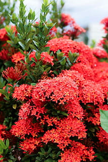 Blumen, Chaba, Frühling, Rose, rot, Blumenstift, Baum, Blume, Wachstum, Pflanze, Natur, Frische, blühende Pflanze, Schönheit in der Natur, Verletzlichkeit, Zerbrechlichkeit, Nahansicht, Fokus auf den Vordergrund, Blütenblatt, Tag, Pflanzenteil, Blatt, keine Leute, Blütenstand, Blütenkopf, draußen, Blumenstrauß, 1080P, CC0, gemeinfrei, lizenzfrei