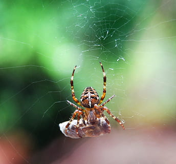 edderkop, bytte, grøntsagsmarked, spindelvæv, fanget, dræbe, spinding op, arachnid, hvirvelløse, dyre temaer, edderkoppespind, dyreliv, leddyr, dyr i naturen, dyr, insekt, et dyr, tæt på, skrøbelighed, fokus på forgrunden, dag, zoologi, ingen mennesker, sårbarhed, natur, dyr kropsdel, udendørs, dyr ben, 1080P, CC0, offentligt domæne, royaltyfrie
