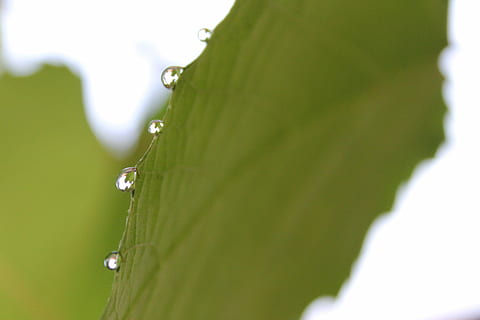 pioggia, far cadere, foglia, natura, lascia cadere le foglie delle piante, acqua, pianta, naturale, botanico, biologico, botanica, erba, agricoltura, all'aperto, ambiente, orticoltura, vegetazione, fogliame, verde, bagnato, avvicinamento, macro, colore verde, rugiada, freschezza, estate, parte vegetale, bellezza nella natura, messa a fuoco selettiva, crescita, nessuno, vulnerabilità, fragilità, purezza, focalizzazione morbida, morbidezza, goccia di pioggia, 4K, CC0, dominio pubblico, privo di copyright