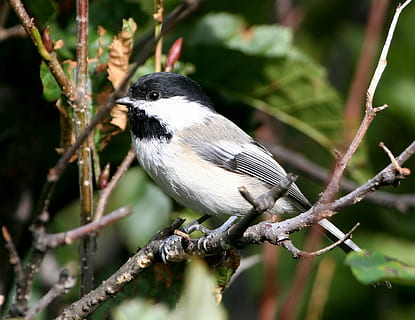 bird, chickadee, capped, black, birds, animals, fauna, animal themes, animal, animal wildlife, one animal, vertebrate, animals in the wild, tree, plant, perching, branch, no people, nature, focus on foreground, beauty in nature, close-up, black color, full length, outdoors, day, 2K, CC0, public domain, royalty free