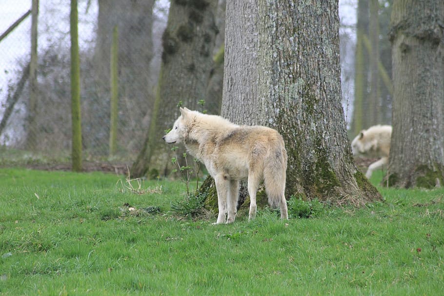 lobos, arboles, animales, zoo, un animal, hierba, temas de animales, mamífero, animales en la naturaleza, color verde, animal, planta, árbol, tierra, fauna animal, el maletero, vertebrado, tronco de arbol, naturaleza, bosque, animales domesticos, nadie, campo, día, lobo, al aire libre, herbívoro, 5K