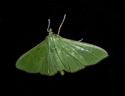 molie, insectă, mare, verde, sălbatic, aripă, noapte, queensland, Australia, parte a plantelor, frunze, un animal, a închide, animal, nici o persoana, animale tematice, animale sălbatice, nevertebrat, Culoarea verde, natură, Fundal negru, animale în sălbăticie, frumusețe în natură, animal aripă, plantă, în aer liber, cădere brusca, 2K, CC0, domeniu public, fără drepturi de autor
