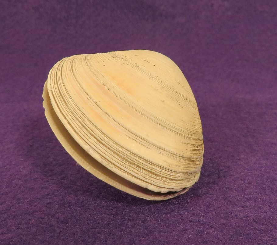 cloïssa, shell, mol·lusc, petxina de mar, frontissa, sol objecte, a l'interior, primer pla, natura morta, tir de l'estudi, fons de colors, taula, cap gent, porpra, vista d’angle alt, forma, cercle, fons morat, patró, forma geomètrica, material de fusta, música, benestar, tallar, groc, 1080P