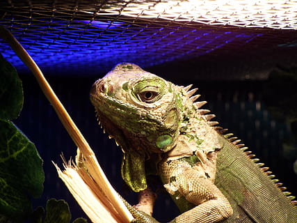 iguana, matelija, vankeus, eläin, eläinten teemoja, lisko, yksi eläin, selkärankainen, eläinten villieläimet, eläimiä, ei ihmisiä, lähikuva, parrakas lohikäärme, luonto, keskittyä etualalle, päivä, vihreä väri, kameleontti, ulkona, eläimen kehon osa, puu - materiaali, eläinten mittakaavassa, 4K, CC0, public domain, rojaltivapaa