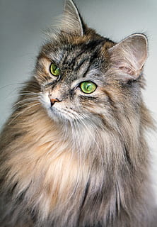 Nahansicht, Foto, Gelb, grau, Fellkatze, Pelz, Katze, Hauskatze, Haustiere, Tier, süß, Kätzchen, Säugetier, katzenartig, suchen, Jungtier, Tierauge, ein Tier, Whisker, Tierthemen, inländisch, Wirbeltier, keine Leute, Porträt, Haar, Tierkörperteil, drinnen, Maine Coon Katze, Kamera betrachten, Tierkopf, 5K, CC0, gemeinfrei, lizenzfrei
