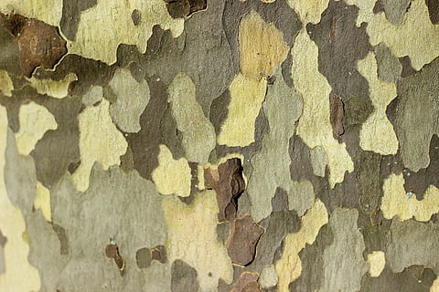 letadlo, strom, kůra, kůra stromu, barvitý, vzor, Pozadí, struktura, zavřít, textura, tapeta na zeď, celý rám, texturou, nástěnný prvek, nikdo, zvětralý, detail, poškozen, odlupuje se, stavba, žlutá, den, architektura, hrubý, zeď, dřevo - materiál, venku, špatný stav, starý, lišejník, 5K, CC0, veřejná doména, bez autorských práv
