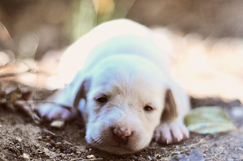 filhote de cachorro branco com sono, sonolento, branco, cachorro, animais, cão, animal, fofa, pets, mamífero, animal jovem, canino, cão de raça pura, animais domésticos, natureza, olhando, pequeno, ao ar livre, um animal, temas animais, dia, doméstico, vertebrado, fechar-se, relaxamento, ninguém, parte do corpo animal, foco seletivo, focar em primeiro plano, deitado, olhando para a câmera, cabeça de animal, focinho, 4K, CC0, domínio público, royalty free