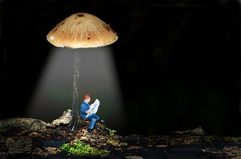 brun svampe, små mennesker, lille, lille verden, mini, lanterne svampe, Kvinder, natur, udendørs, mennesker, svamp, champignon, en person, Skov, jord, fuld længde, grøntsag, plante, skønhed i naturen, mad, ung voksen, rock-objekt, solid, træ, afslappet tøj, træstamme, paddehat, overvejelse, 4K, CC0, offentligt domæne, royaltyfrie