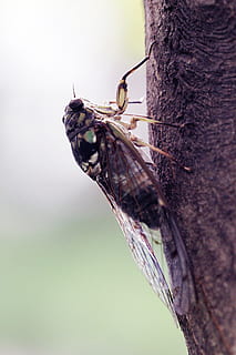 vară, greier, insecte, animale în sălbăticie, animale sălbatice, nevertebrat, a închide, insectă, copac, plantă, animale tematice, animal, un animal, natură, nici o persoana, trunchi de copac, să se concentreze asupra primelor elemente, selectiv, zi, trompă, ramură, fluture - insectă, în aer liber, animal aripă, 2K, CC0, domeniu public, fără drepturi de autor