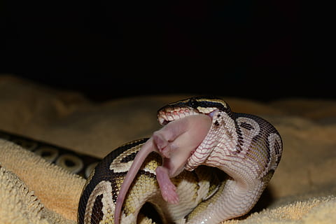 constrictor, python, serp, animal, menjar, rata, ple, un animal, rèptil, fauna animal, vertebrats, animals a la natura, primer pla, llangardaix, part del cos dels animals, cap gent, a l'interior, centrar-se en primer pla, boca oberta, boca, còpia espai, boca d’animals, agressió, 5K, CC0, domini públic, lliure de regalies