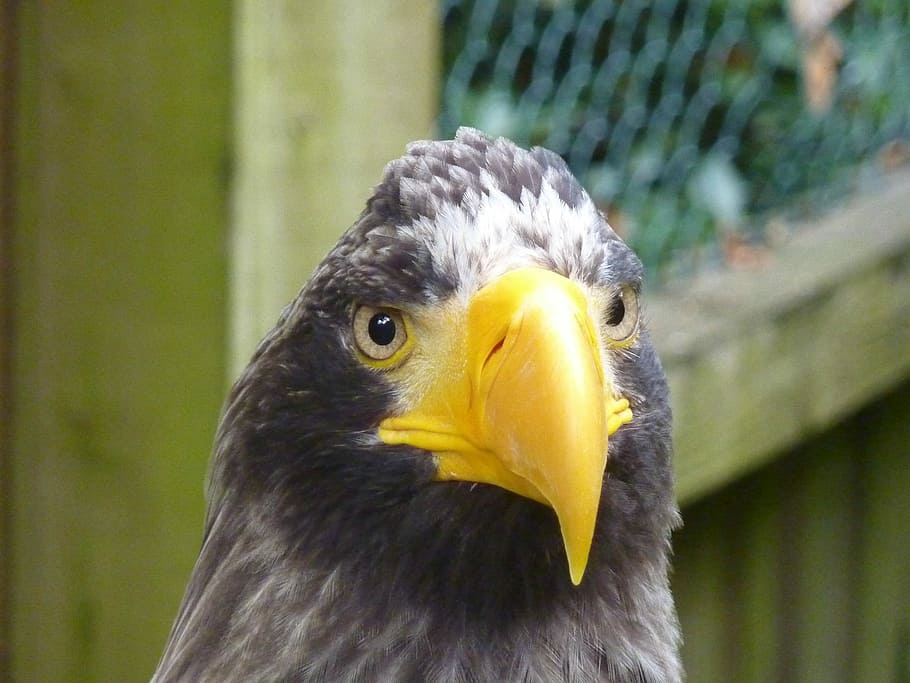 águila rapaz, águila, raptor, pájaro, parte del cuerpo del animal, pico, un animal, cabeza de animal, temas de animales, vertebrado, animal, fauna animal, centrarse en primer plano, amarillo, animales en la naturaleza, de cerca, ave de rapiña, día, mirando, mirando a otro lado, nadie, águila - pájaro, al aire libre, ojo de animal, 2K