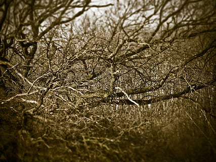 forêt, arbre, esthétique, branches, kahl, hiver, bizarre, sombre, plante, personne, mise au point sélective, la nature, journée, fermer, arbre nu, branche, plein cadre, en plein air, tranquillité, terre, eau, température froide, beauté dans la nature, vignette, 4K, CC0, domaine public, libre de droits
