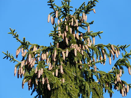 pinjekegler, hanen, træ, nåletræ, fælles gran, picea abies, rød gran, gran, Picea, plante, vækst, himmel, ingen mennesker, lav vinkel visning, natur, grøn farve, blå, skyfri himmel, dag, afdeling, skønhed i naturen, ro, udendørs, blad, sollys, plante del, tæt på, solrig, fyrretræ, 2K, CC0, offentligt domæne, royaltyfrie