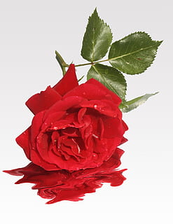 fiore di rosa rossa, amore, fiore, memoria, mappa, amore, fiore, rosa, memoria, carta geografica, saluto, rosso, dolore, vigore, petalo, foglia, natura, romanza, San Valentino - vacanze, pianta, isolato, avvicinamento, fiore singolo, sfondo bianco, ritagliare, girato in studio, freschezza, bellezza nella natura, pianta fiorita, vulnerabilità, fragilità, testa di fiore, parte vegetale, infiorescenza, in casa, nessuno, 2K, CC0, dominio pubblico, privo di copyright