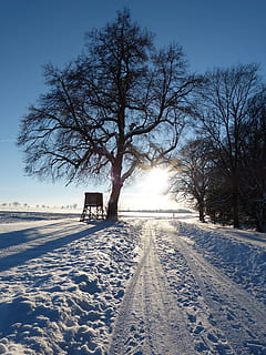 vinterlige, træ, væk, aften, Abendstimmung, spor, sne landskab, vinterstemning, sne, kold temperatur, vinter, plante, bare træ, natur, himmel, transportmidler, skønhed i naturen, dækker, Mark, dag, transportform, scenics - natur, ingen mennesker, udendørs, jord, snedækket bjerg, 4K, CC0, offentligt domæne, royaltyfrie