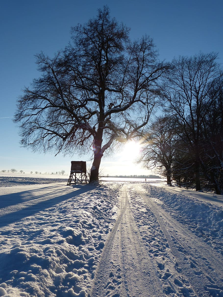vinterlige, træ, væk, aften, Abendstimmung, spor, sne landskab, vinterstemning, sne, kold temperatur, vinter, plante, bare træ, natur, himmel, transportmidler, skønhed i naturen, dækker, Mark, dag, transportform, scenics - natur, ingen mennesker, udendørs, jord, snedækket bjerg, 4K