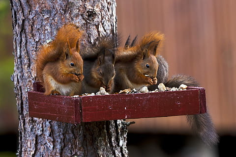 esquirol, de peu, marró, fusta, tres, pi, temes d'animals, mamífer, fauna animal, animal, grup d’animals, dos animals, animals a la natura, rosegador, material de fusta, arbre, animal jove, cap gent, dia, naturalesa, centrar-se en primer pla, unió, a l'aire lliure, bonic, vertebrats, família d’animals, 2K, CC0, domini públic, lliure de regalies