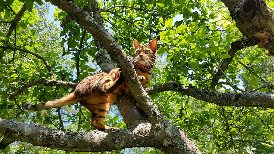 Bengalkatze, Ast, tagsüber, Baum, Katze, Tiere, klettert, Tier, Natur, Tierwelt, Wald, Säugetier, Tiere in freier Wildbahn, draußen, Pflanze, Tierthemen, katzenartig, Baumstamm, Kofferraum, ein Tier, Tag, Wirbeltier, Wachstum, keine Leute, Sitzung, grüne Farbe, 5K