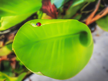 dama pájaro, insertar, naturaleza, insecto, hoja, jardín, verde, color verde, de cerca, parte de la planta, planta, nadie, enfoque selectivo, rojo, temas de animales, crecimiento, día, belleza en la naturaleza, animal, fauna animal, centrarse en primer plano, un animal, al aire libre, flor, animales en la naturaleza, venenoso, 2K, CC0, dominio público, libre de derechos