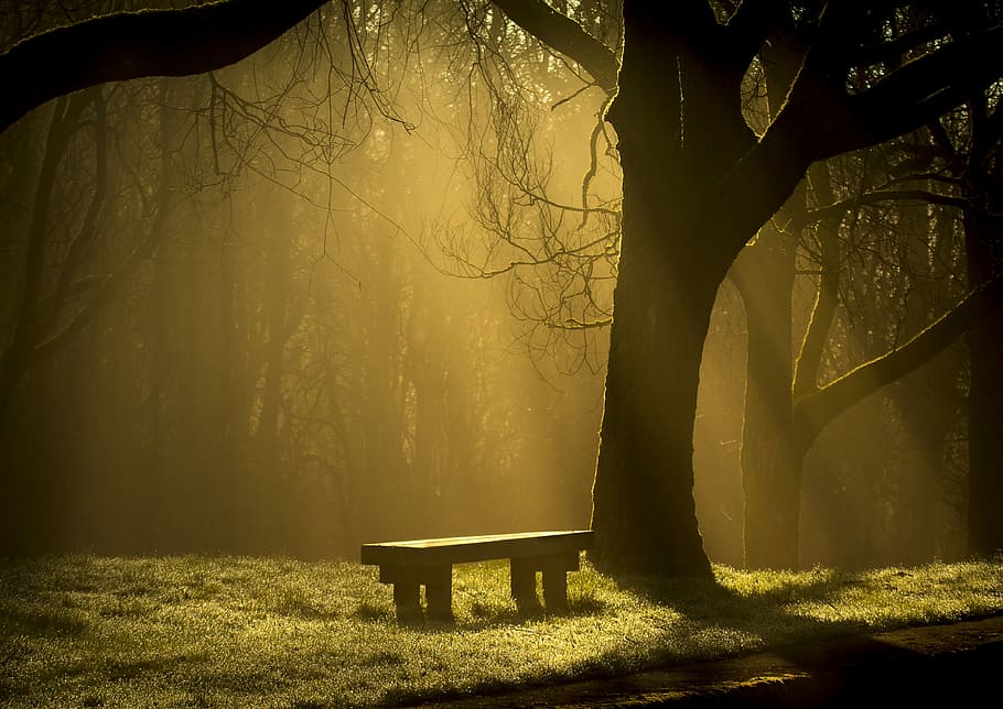 foto, banc, al costat, arbre, boira, els raigs del sol, fantasmal, descans, fusta, calma, eteri, llum, raig de sol, sol, serè, vacant, seient, brillar, alba, planta, tronc, tronc de l'arbre, naturalesa, cap gent, tranquil·litat, parc, terra, bellesa a la natura, llum solar, bosc, parc - l'home va fer espai, Banc del parc, dia, escena tranquil·la, branca, a l'aire lliure, 4K