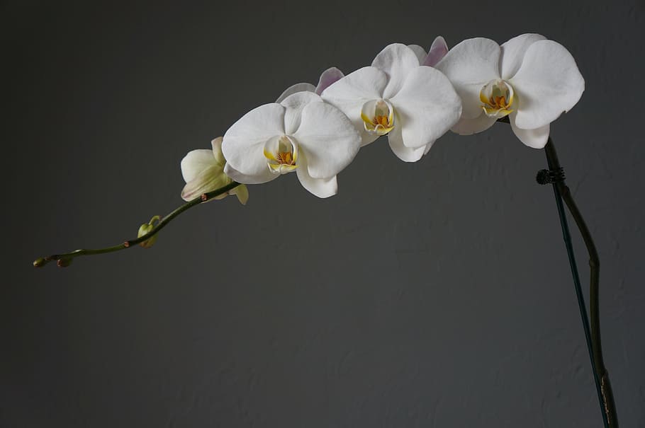 orkideer, kopper, hvid, blomst, blomstrende plante, plante, skrøbelighed, skønhed i naturen, sårbarhed, blomsterstand, blomsterhoved, kronblad, studio skud, hvid farve, tæt på, indendørs, friskhed, natur, sort baggrund, orkidé, vækst, ingen mennesker, skåret ud, pollen, forår, 4K