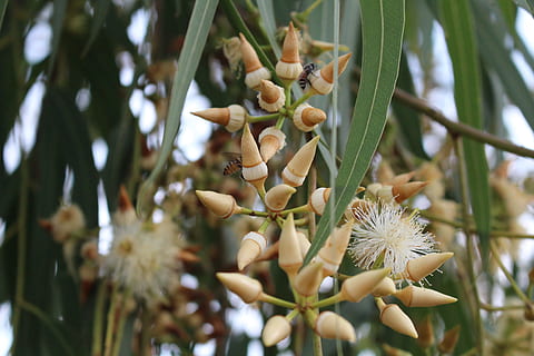 blomst, eukalyptus, blomstrende, natur, plante, frugt, træ, mad, tæt på, blad, afdeling, landbrug, vækst, ingen mennesker, dag, selektiv fokusering, skønhed i naturen, friskhed, blomstrende plante, sårbarhed, skrøbelighed, fokus på forgrunden, grøn farve, udendørs, plantestamme, 2K, CC0, offentligt domæne, royaltyfrie