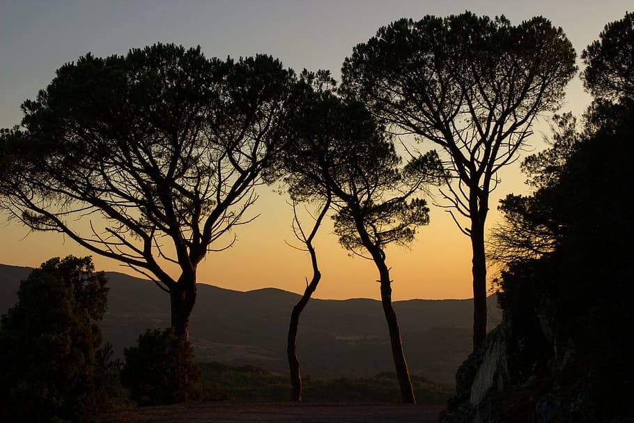 Zielony, leafed, drzewo, dzień, abendstimmung, drzewa, cień, zachodzące słońce, zmierzch, las, zachód słońca, sylwetki, toskania, Wieczorne niebo, querceto, sylwetka, krajobraz, Natura, żadnych ludzi, pnia drzewa, na dworze, scenics, noc, roślina, niebo, piękno natury, spokój, spokojna scena, scenics - natura, wzrost, wylądować, środowisko, Oddział, kolor pomarańczowy, światło słoneczne, pole, 5K