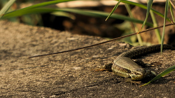 lizard, spring, stone, train, gleise, animals, reptile, grass, vigilant, animal themes, one animal, animal, nature, animal wildlife, plant, no people, animals in the wild, close-up, day, land, focus on foreground, vertebrate, outdoors, invertebrate, animal body part, 1080P, CC0, public domain, royalty free