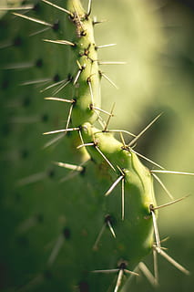 detailní, fotografování, kaktus, zelený kaktus, špice, zelená, ostrý, makro, detail, cactu, zelená barva, sukulentní rostlina, trn, nikdo, špičatý, rostlina, Příroda, růst, krása v přírodě, den, zaměřit se na popředí, selektivní zaměření, venku, pichlavý hruškový kaktus, podepsat, ostnatý, varovná cedule, 5K, CC0, veřejná doména, bez autorských práv
