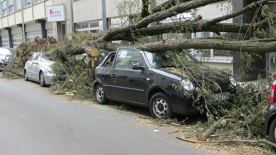 danys a la tempesta, arbre caigut, font font class font font font, transport, manera de transport, planta, vehicle terrestre, arbre, automòbil, carrer, ciutat, cotxe, carretera, estructura construïda, dia, arquitectura, exterior de l'edifici, estacionari, naturalesa, cap gent, a l'aire lliure, tronc de l'arbre, aparcament, 4K