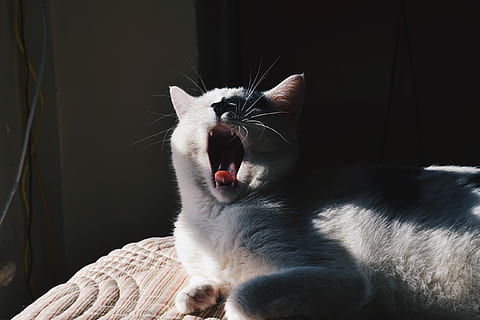 blanco, negro, bostezando, gato, Gato domestico, mascotas, animal, linda, gatito, felino, mamífero, animales domesticos, mirando, piel, animal joven, un animal, temas de animales, nacional, boca, vertebrado, boca abierta, expresión facial, bigotes, adentro, conducta animal, nadie, de cerca, boca de animal, 2K, CC0, dominio público, libre de derechos